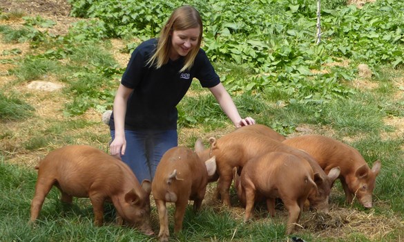 a person petting a group of pigs